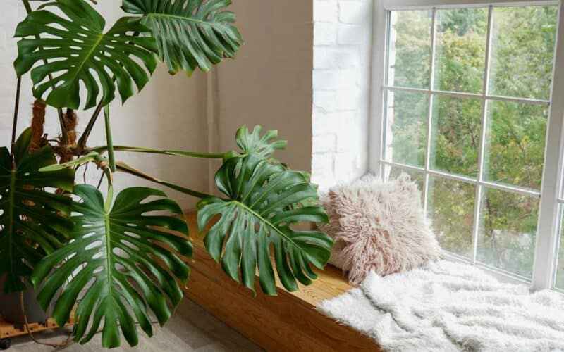 Monstera