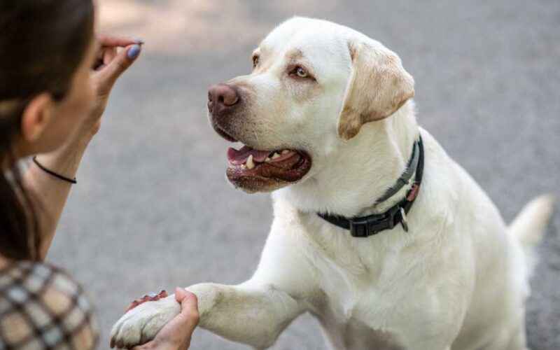 Adestrador de Cães em São Paulo: Encontre o Melhor Profissional para Treinar o seu Animal